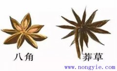 莽草和八角区别 莽草树的生态习性与栽培管理