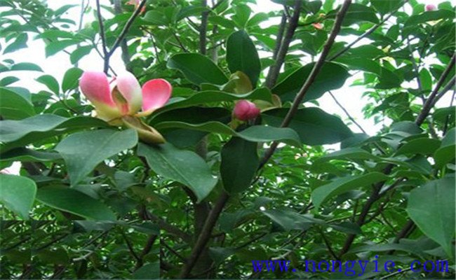 木莲是常绿还是落叶植物