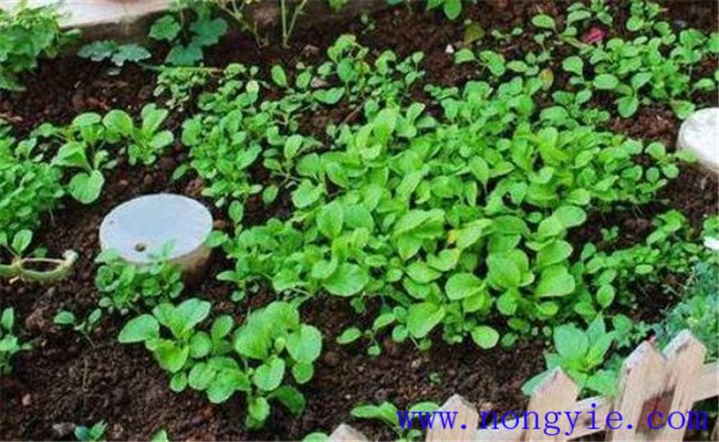 种菜用有机肥的施肥方法