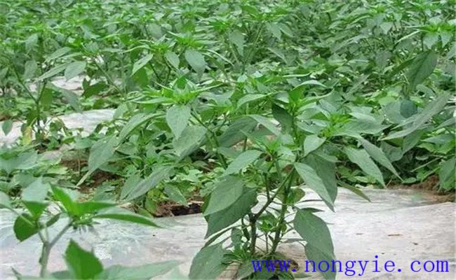 辣椒施肥技术要点