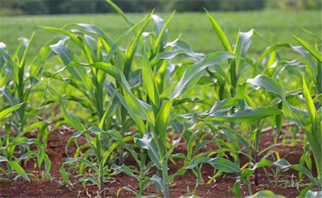 夏玉米如何施肥才能高产、稳产