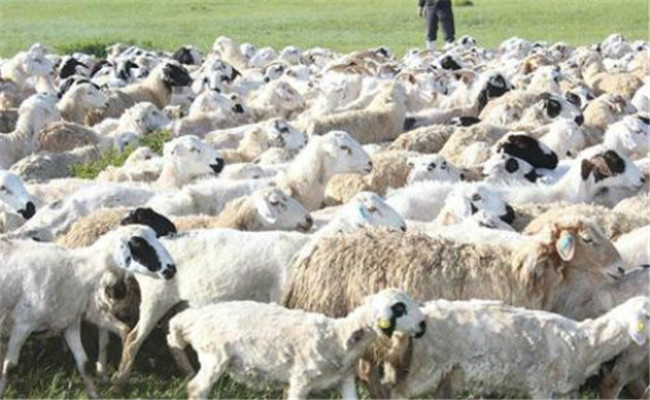 我国羊的品种区划及育种方向
