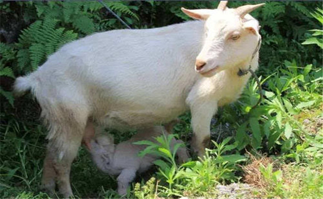 哺乳期母羊的饲养管理