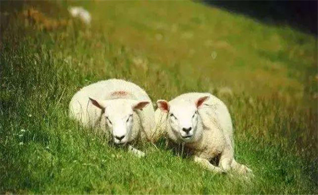 羊铅中毒的病因是什么，如何防治羊铅中毒