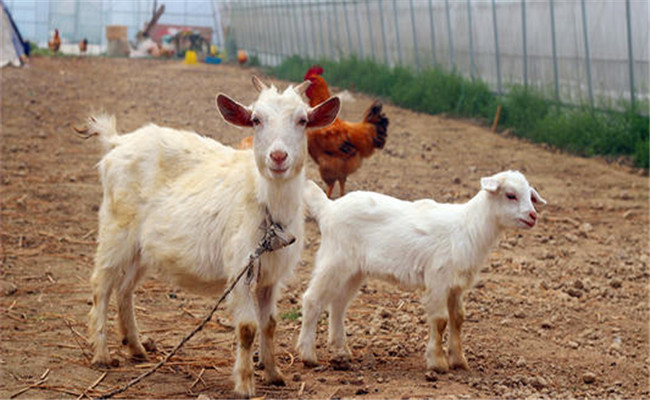 胎盘粉制作方法 胎盘粉对山羊生长发育的作用