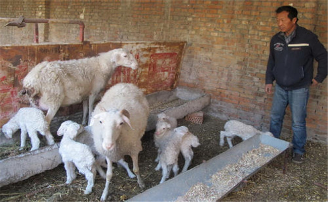 怎样养羊一胎产双羔