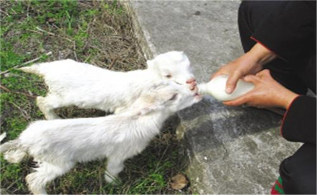 人工哺乳羔羊需要注意的五个问题