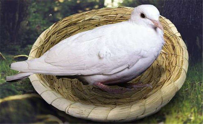 孵化鸽子的温、湿度要求