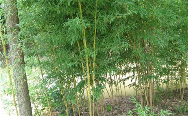 黄槽竹的变种、变型及品种有哪些