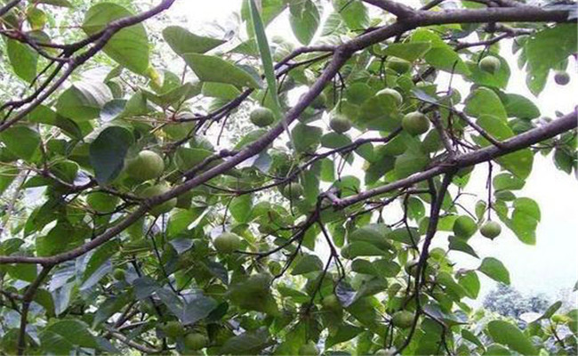 种植油桐树的经济价值