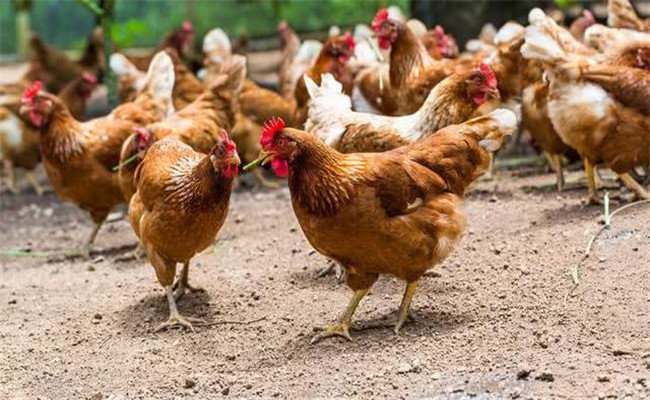 养鸡户如何做好禽流感的防治工作