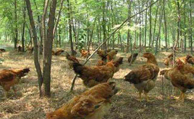 林地养鸡的场地选择