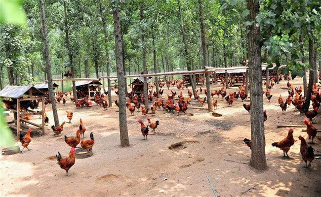 林地养鸡的具体措施要求