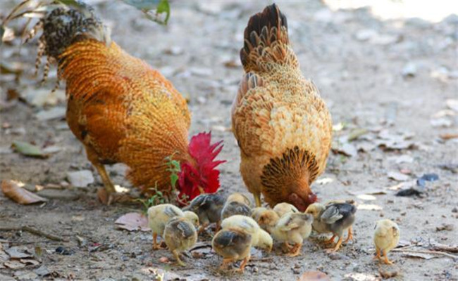 霉菌毒素对蛋鸡的影响有多大