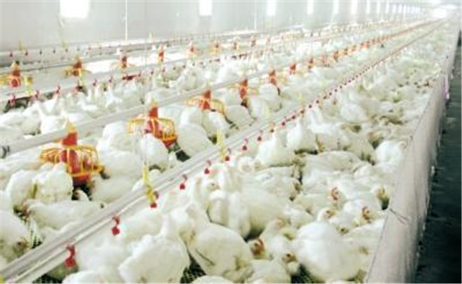 肉鸡养殖如何调整饲料喂量
