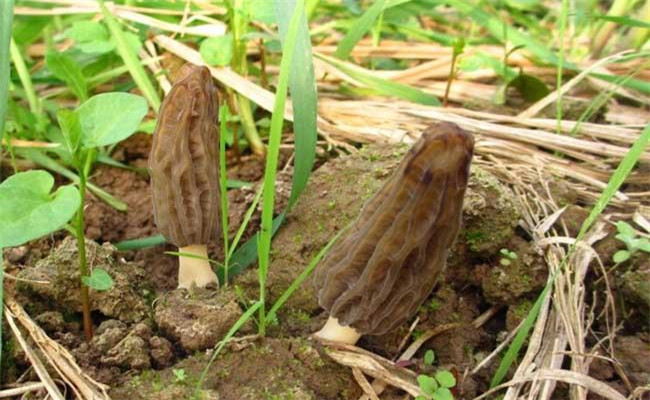 野生羊肚菌一般长在什么地方