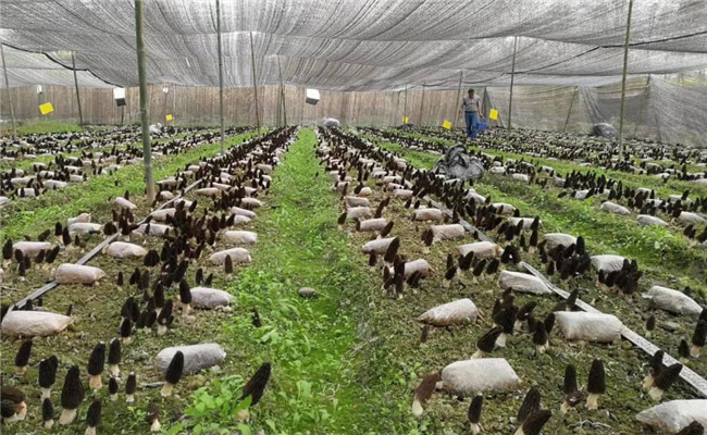 种植一亩羊肚菌成本