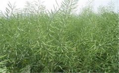 种植油菜施什么肥料能高产，油菜田怎么除草？