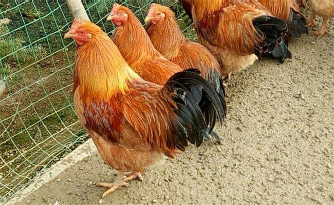 公鸡不阉快速育肥法