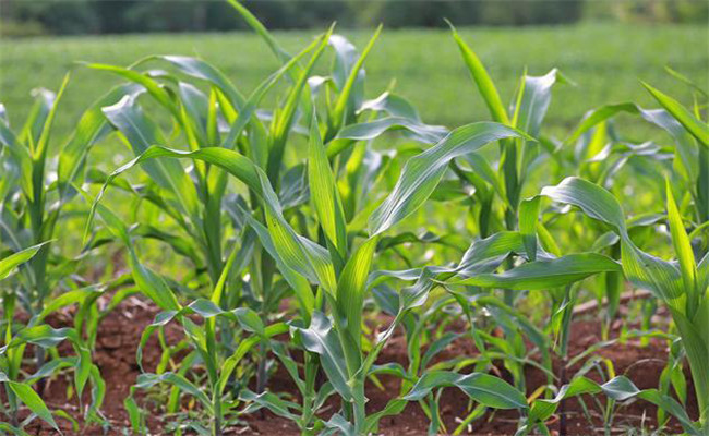 提高糯玉米品质的施肥方法