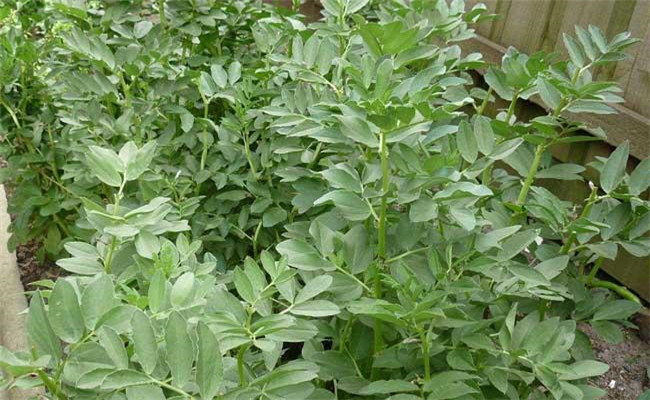 种植蚕豆的环境条件