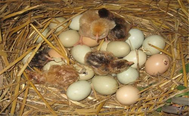 乌鸡蛋孵化的温度要求