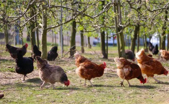 如何预防禽（鸡）曲霉菌病