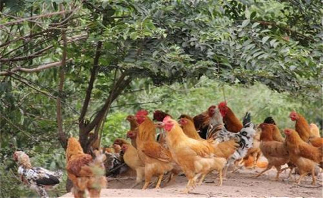 林下种草养鸡饲养管理技术