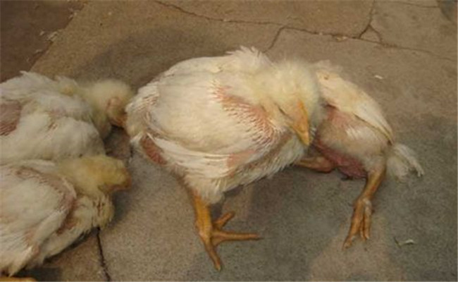 鸡非典型新城疫的主要症状