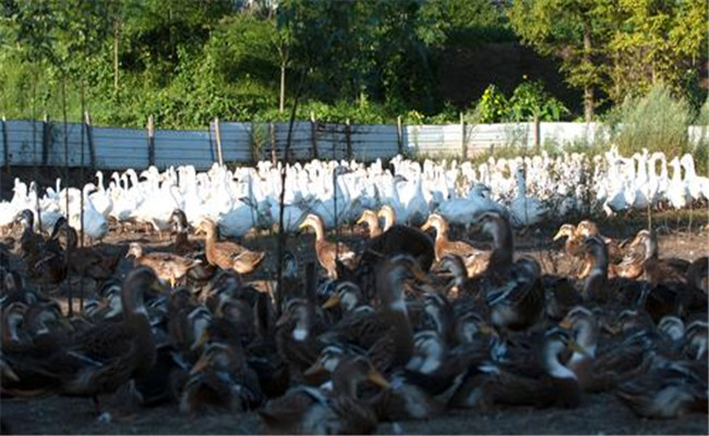 鸭鹅养殖场规划及布局原则