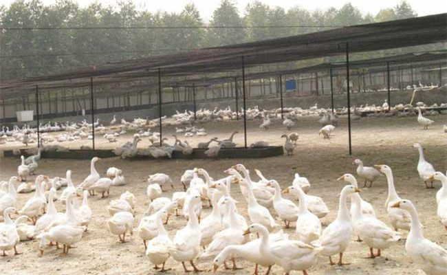 夏季种鸭产蛋期的喂料量如何掌握
