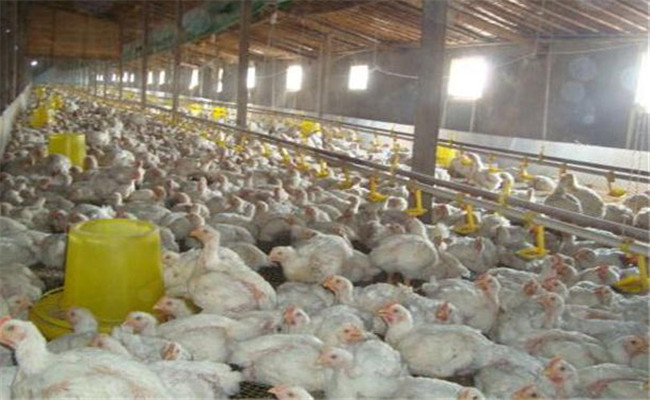 肉鸡养殖怎样正确消毒