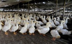简单加工鸭鹅常用饲料的效果好