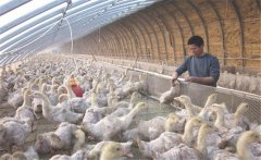 保证适宜温度和饲养密度 冬季防治鹅病的措施