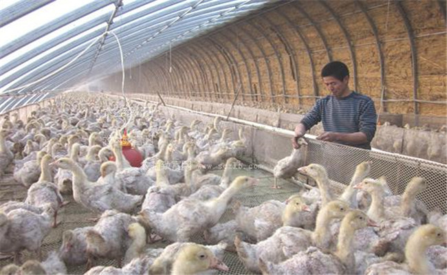 保证适宜温度和饲养密度