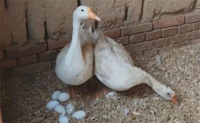 鹅一年下多少蛋