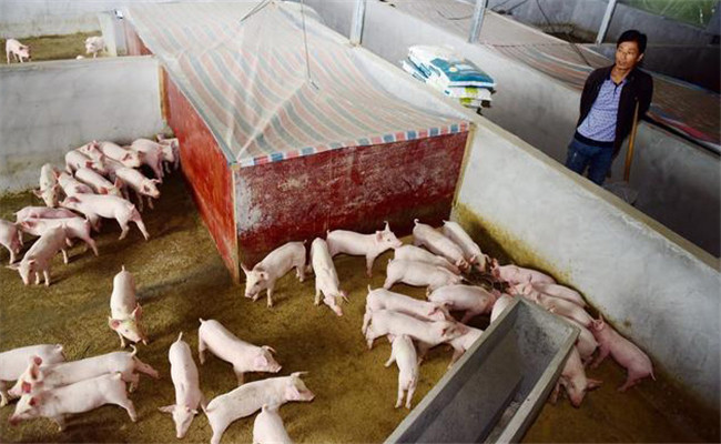 农家养猪增收致富五大新招数