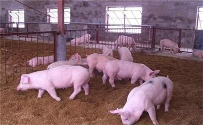 如何提高养猪出栏率