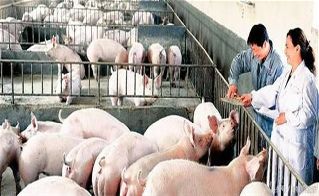 工厂化养猪管理技术规程