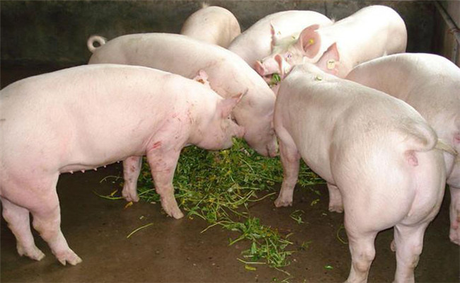 青绿饲料喂法有讲究，但废弃蔬菜不要喂猪