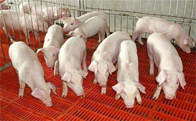 保育猪精细饲养新技术关键点