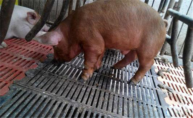 猪场常见病的一般免疫程序