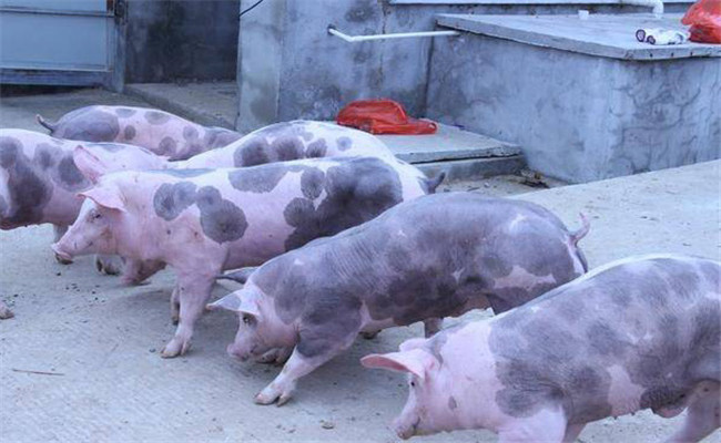春季养猪场管理技术要点