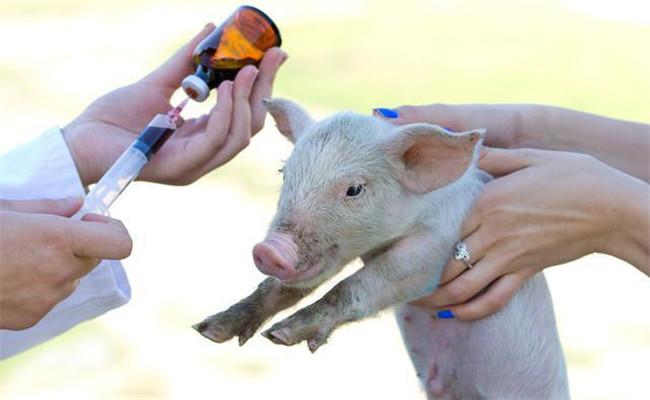 养猪场合理使用药物的基本原则