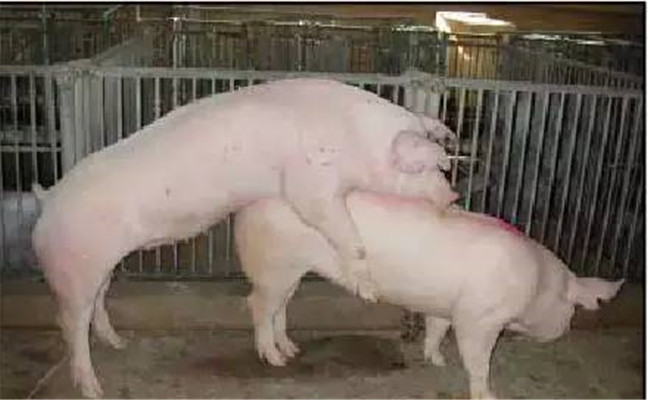 猪各阶段的饲养管理技术要点