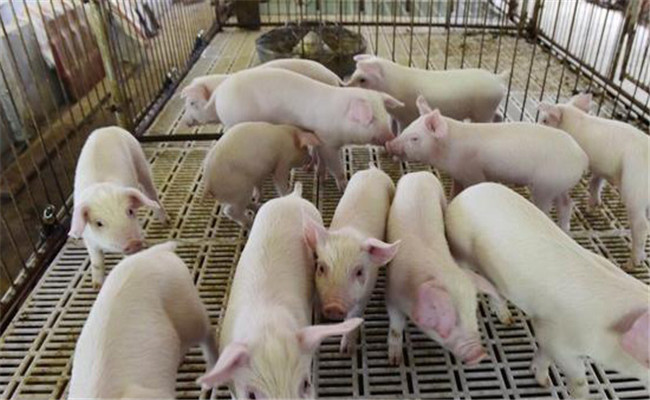 养猪降本增效的方法和措施