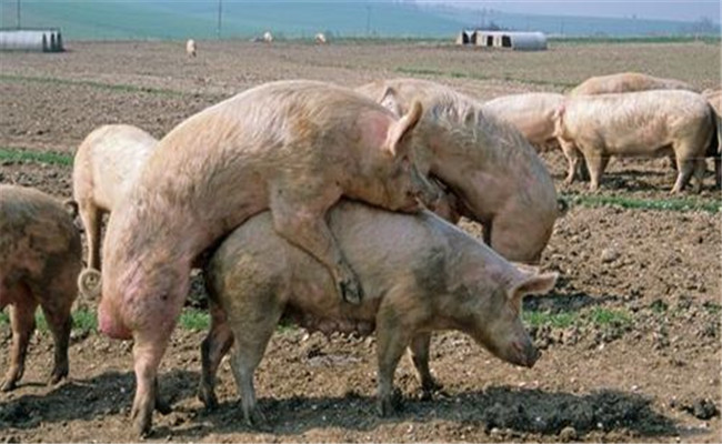 猪常用的配种方法