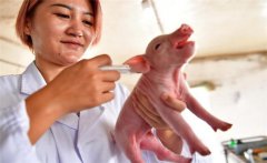 炎热季节如何防控猪高热病