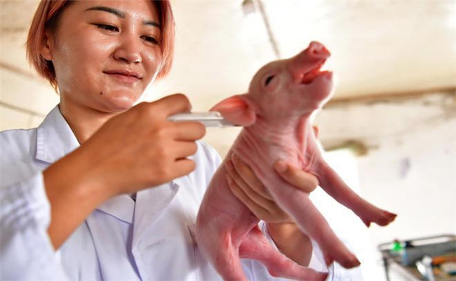 炎热季节如何防控猪高热病