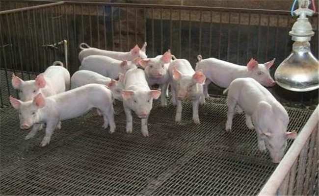 仔猪养殖的四项主要措施